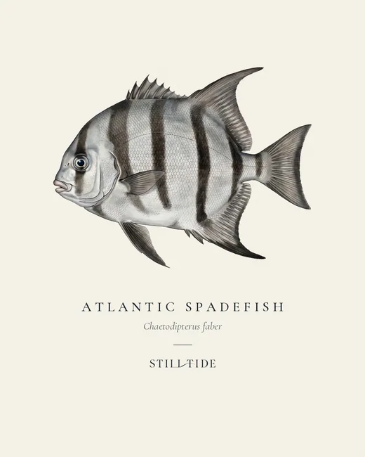 Atlantic Spadefish specimen print