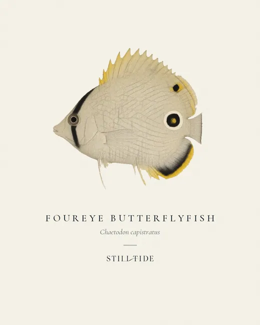 Foureye Butterflyfish (Chaetodon capistratus) specimen print