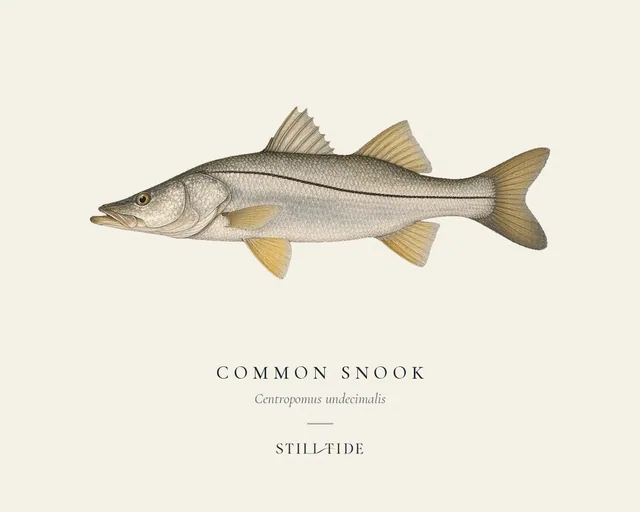 Common Snook (Centropomus undecimalis) specimen print