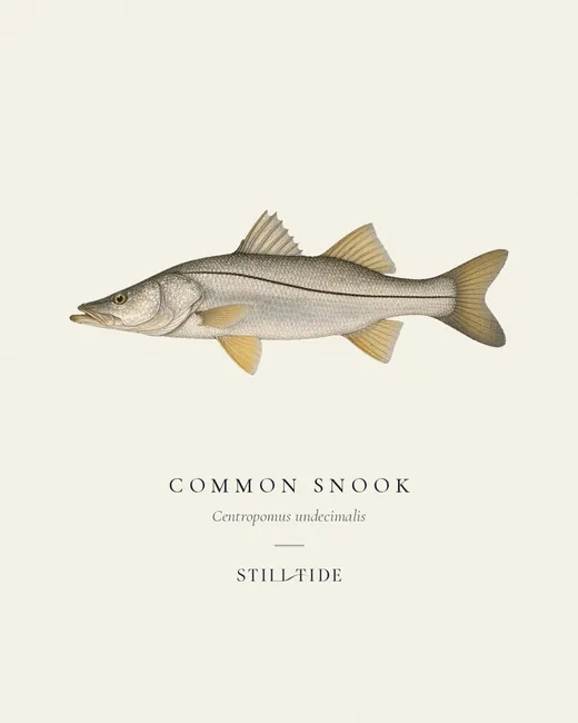 Common Snook specimen print