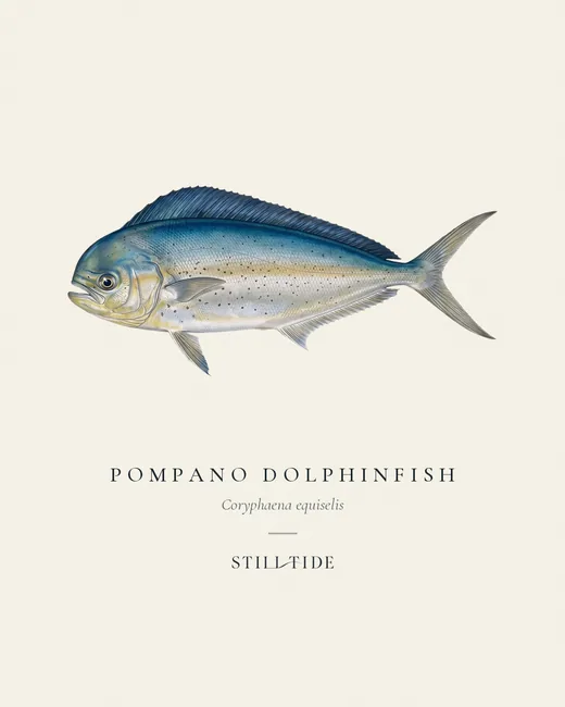 Pompano Dolphinfish specimen print