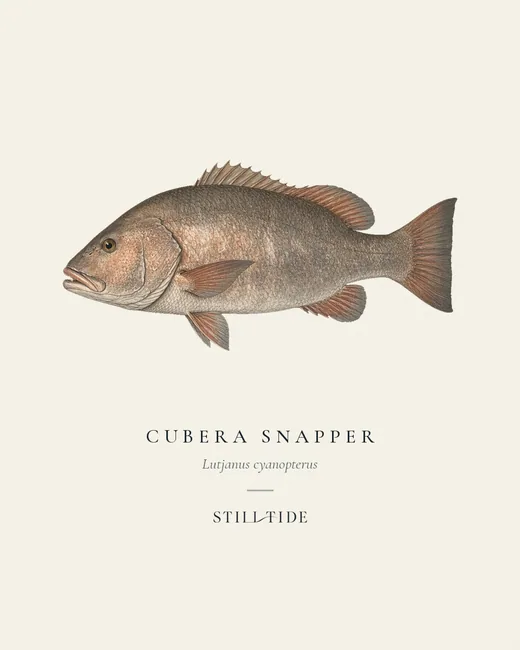Cubera Snapper (Lutjanus cyanopterus) specimen print