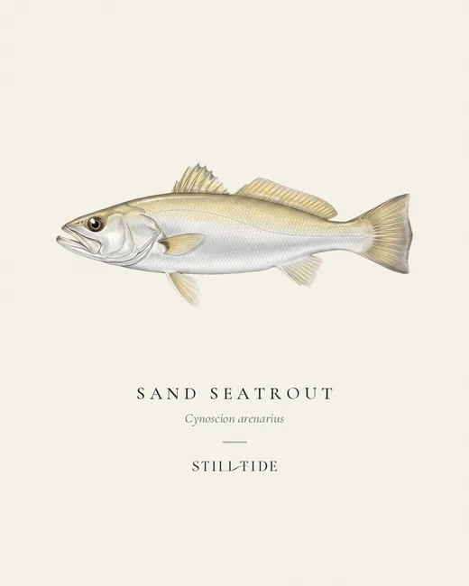 Sand Seatrout specimen print