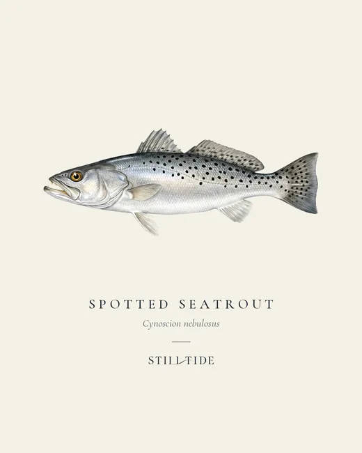 Spotted Seatrout (Cynoscion nebulosus) specimen print