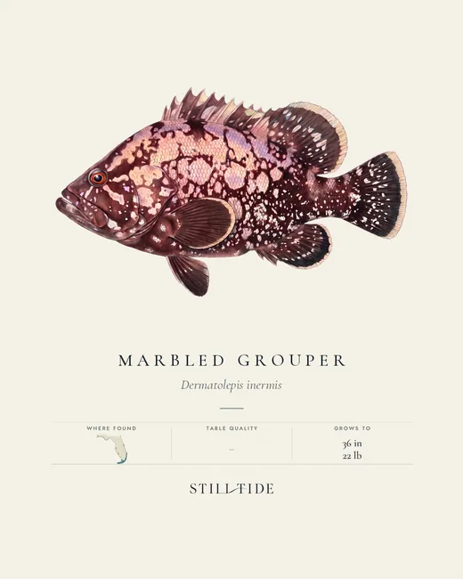 Marbled Grouper specimen print