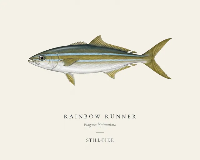 Rainbow Runner specimen print
