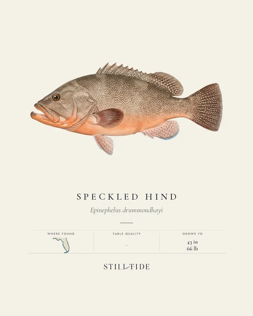 Speckled Hind specimen print