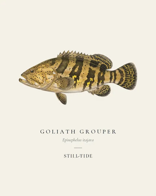 Goliath Grouper (Epinephelus itajara) specimen print