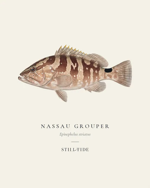 Nassau Grouper specimen print
