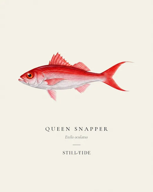Queen Snapper specimen print