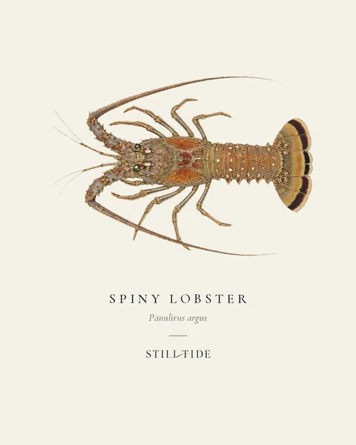 Spiny Lobster (Panulirus argus) specimen print