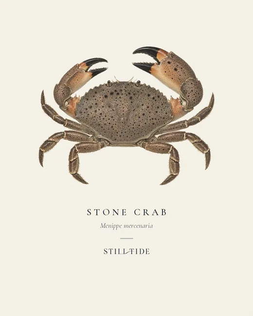Stone Crab (Menippe mercenaria) specimen print