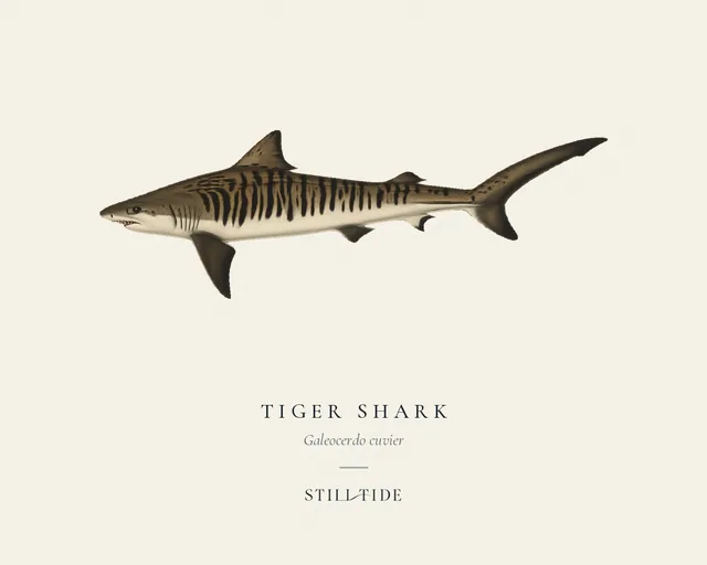 Tiger Shark (Galeocerdo cuvier) specimen print