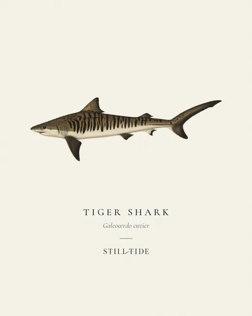 Tiger Shark specimen print