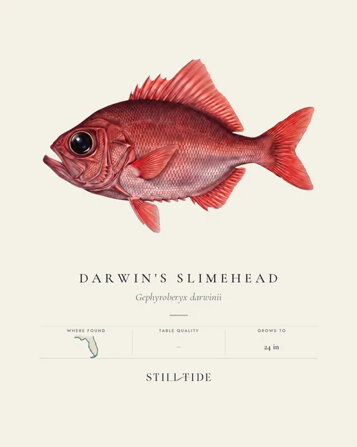 Darwin's Slimehead specimen print