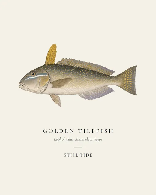 Golden Tilefish (Lopholatilus chamaeleonticeps) specimen print