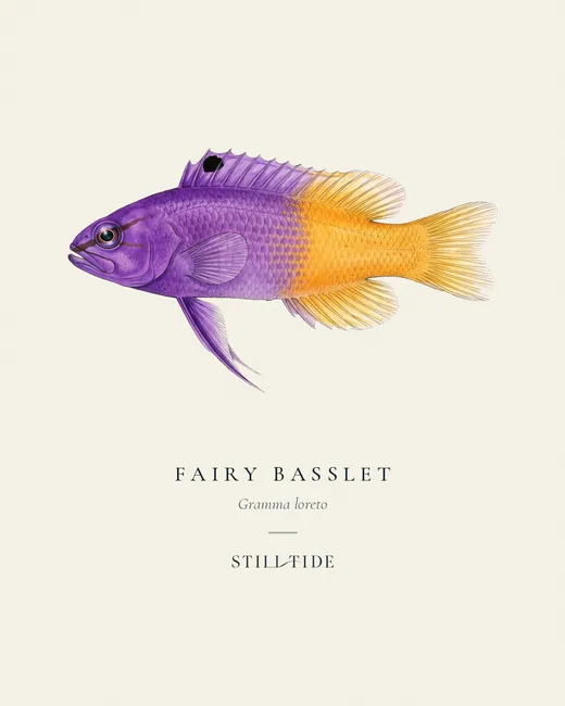 Fairy Basslet specimen print