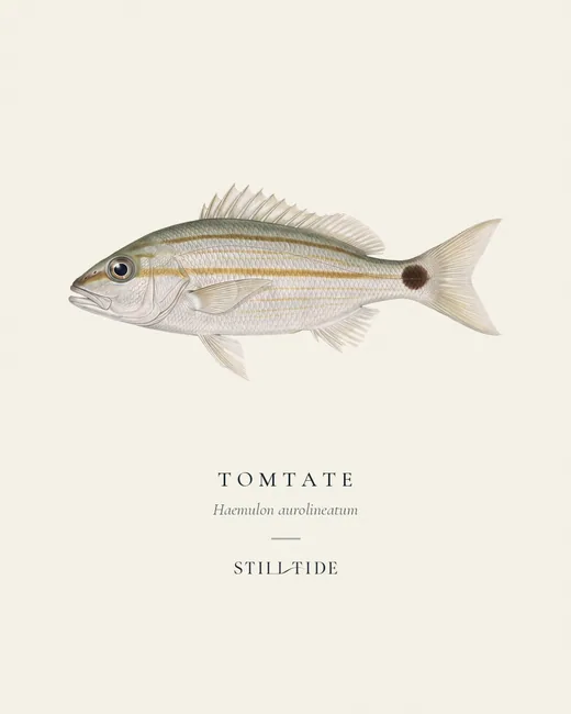 Tomtate specimen print