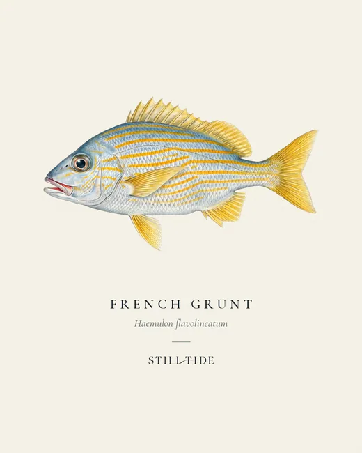 French Grunt specimen print