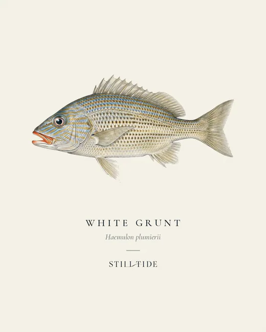 White Grunt specimen print