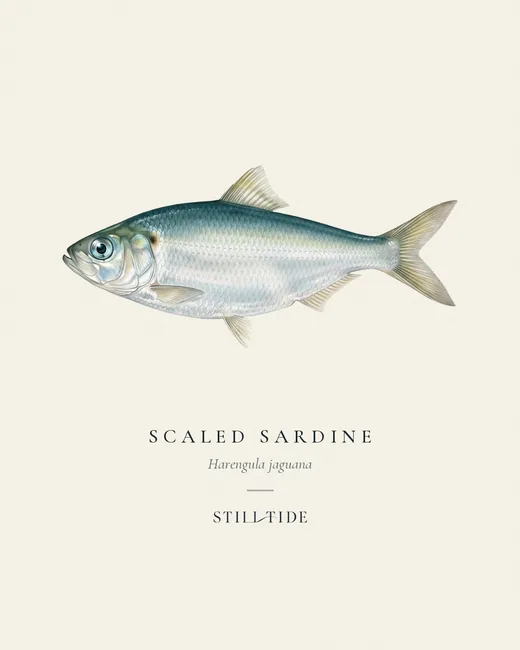 Scaled Sardine (Harengula jaguana) specimen print