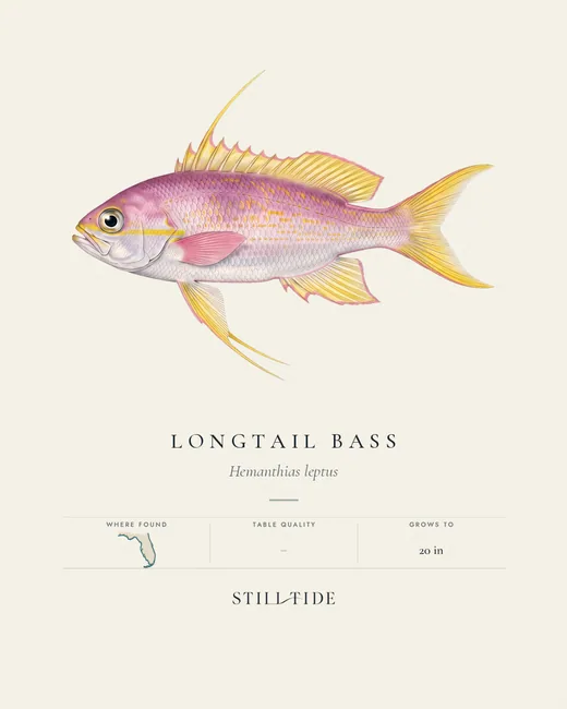 Longtail Bass specimen print