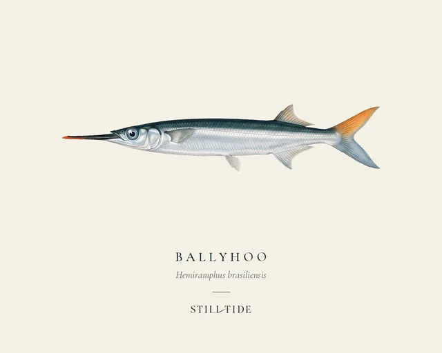 Ballyhoo (Hemiramphus brasiliensis) specimen print
