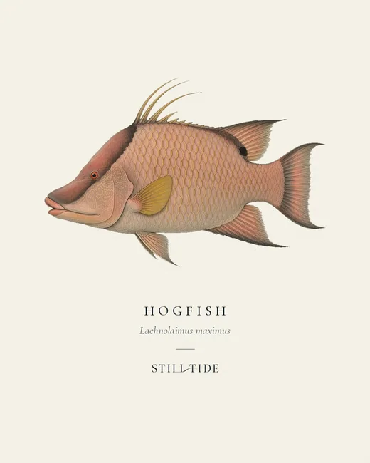 Hogfish (Lachnolaimus maximus) specimen print