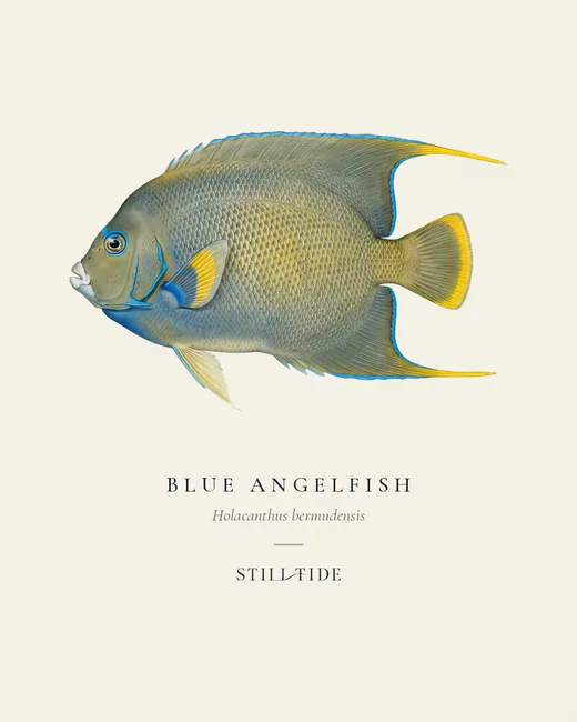 Blue Angelfish specimen print
