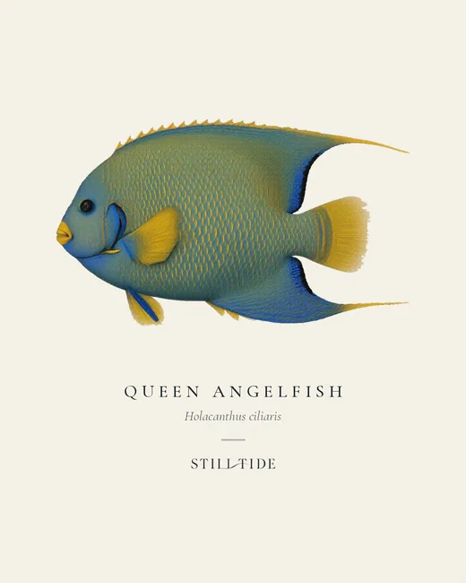 Queen Angelfish (Holacanthus ciliaris) specimen print