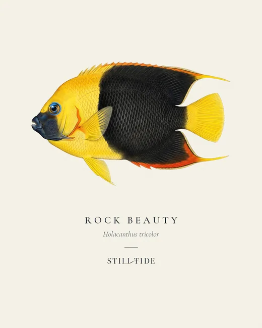Rock Beauty specimen print