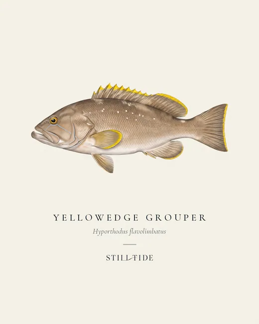 Yellowedge Grouper specimen print