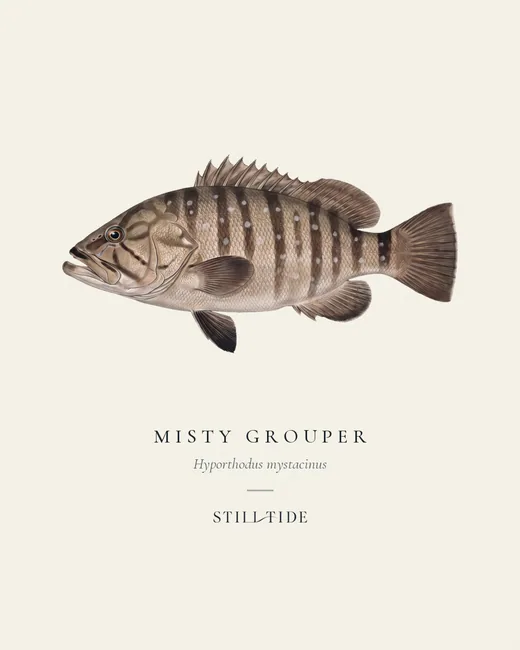 Misty Grouper specimen print