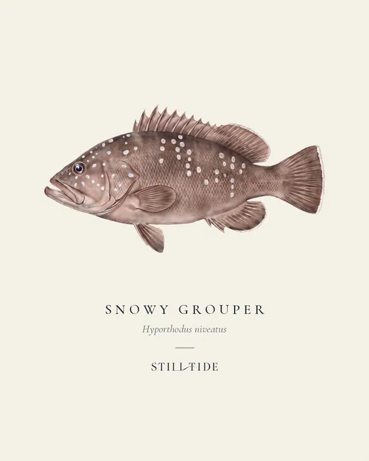 Snowy Grouper specimen print