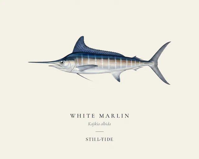 White Marlin specimen print