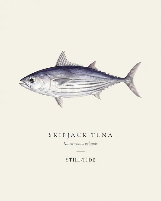Skipjack Tuna specimen print