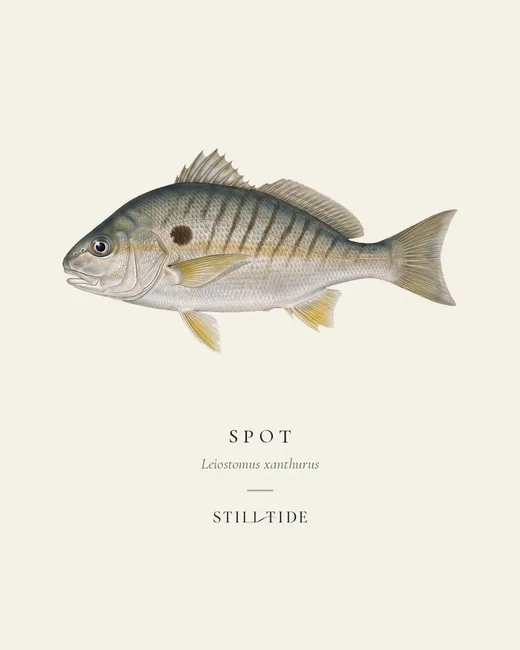 Spot (Leiostomus xanthurus) specimen print