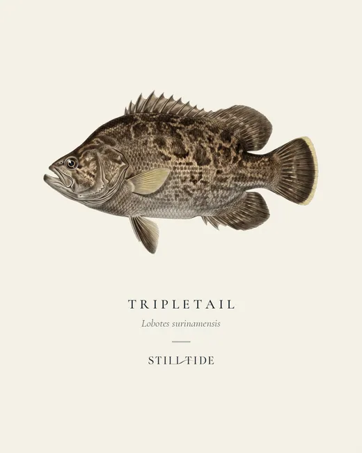 Tripletail specimen print