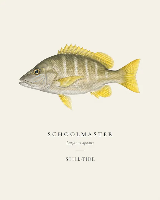 Schoolmaster specimen print