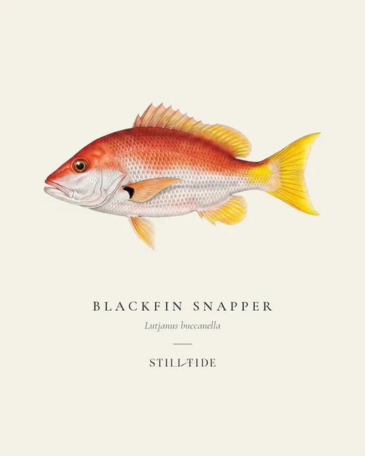 Blackfin Snapper specimen print