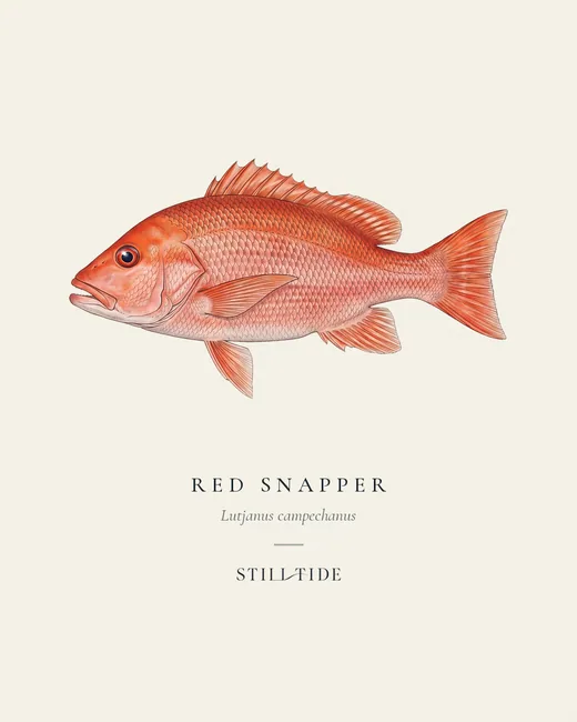 Red Snapper (Lutjanus campechanus) specimen print