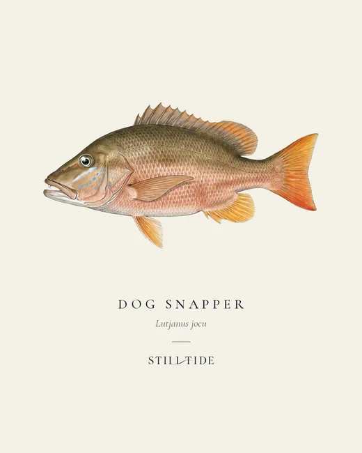 Dog Snapper specimen print