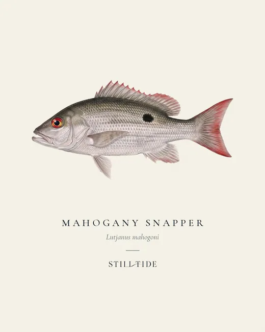Mahogany Snapper specimen print