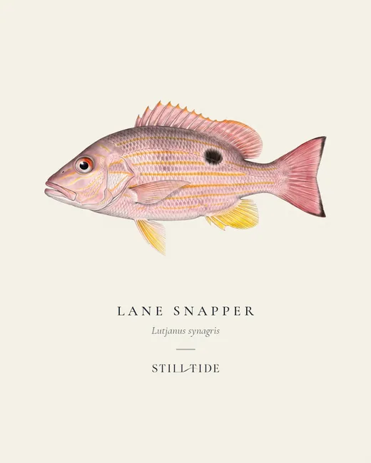 Lane Snapper specimen print