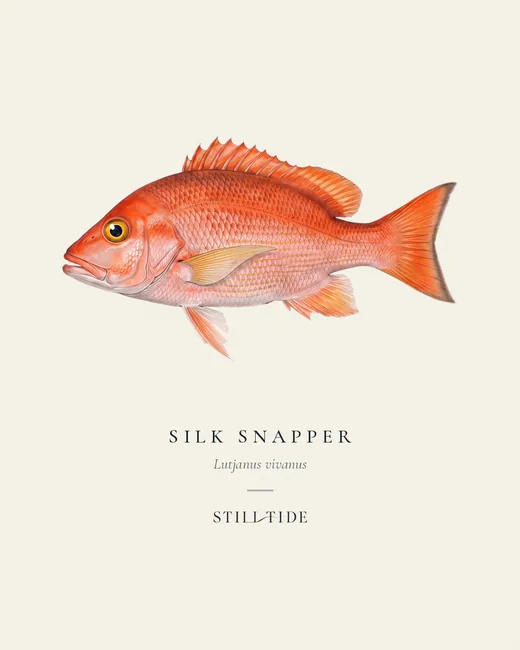 Silk Snapper specimen print