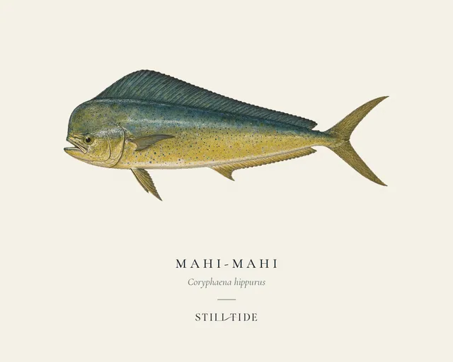 Mahi-mahi specimen print