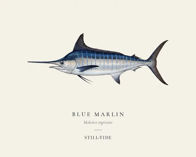 Blue Marlin (Makaira nigricans) specimen print
