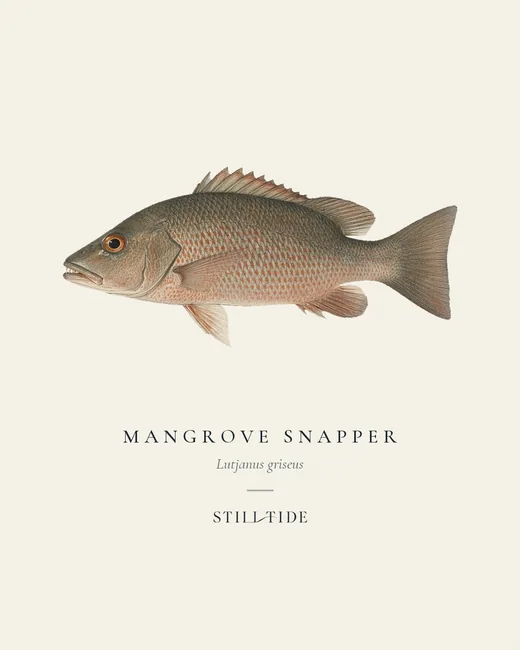 Mangrove Snapper (Lutjanus griseus) specimen print