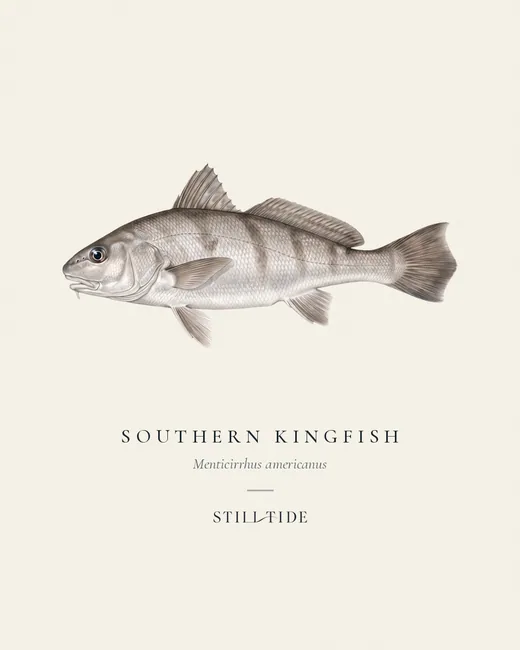 Southern Kingfish specimen print