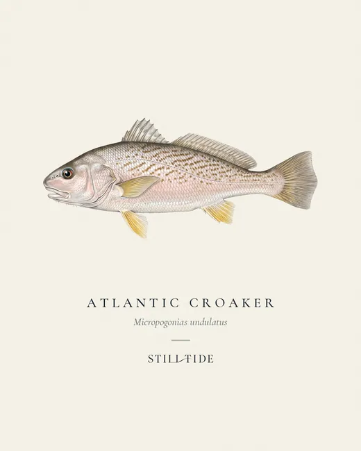 Atlantic Croaker (Micropogonias undulatus) specimen print